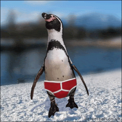 pinguino in slip