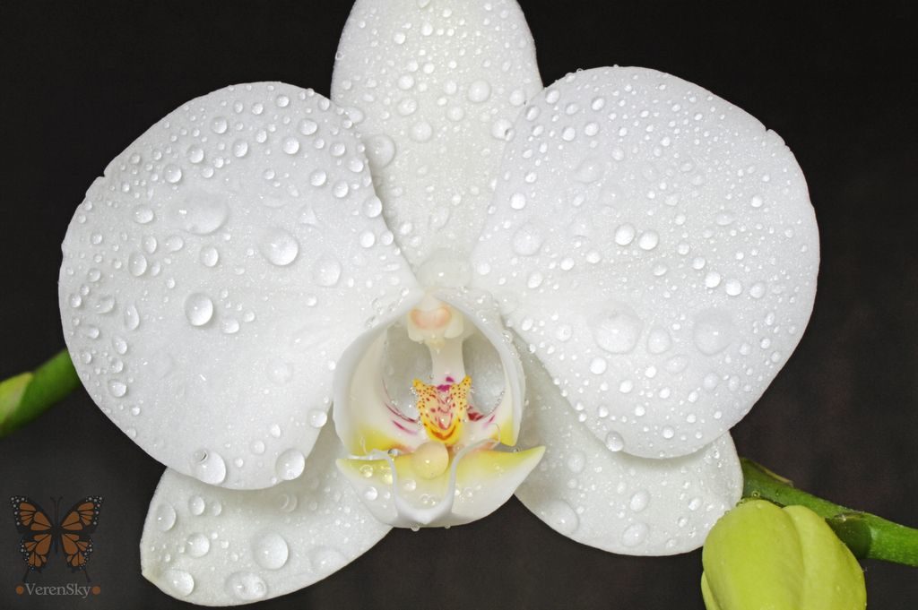 orchidea