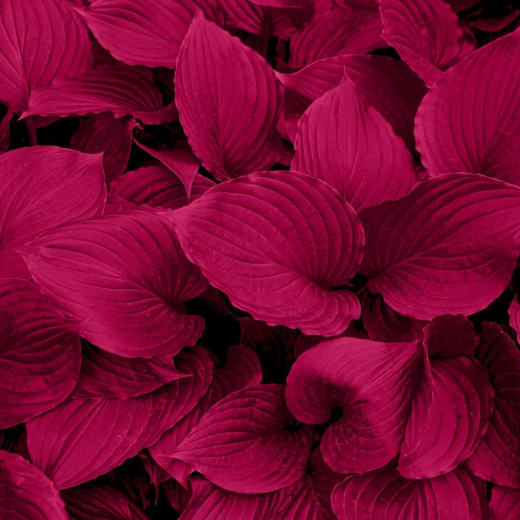 Viva Magenta